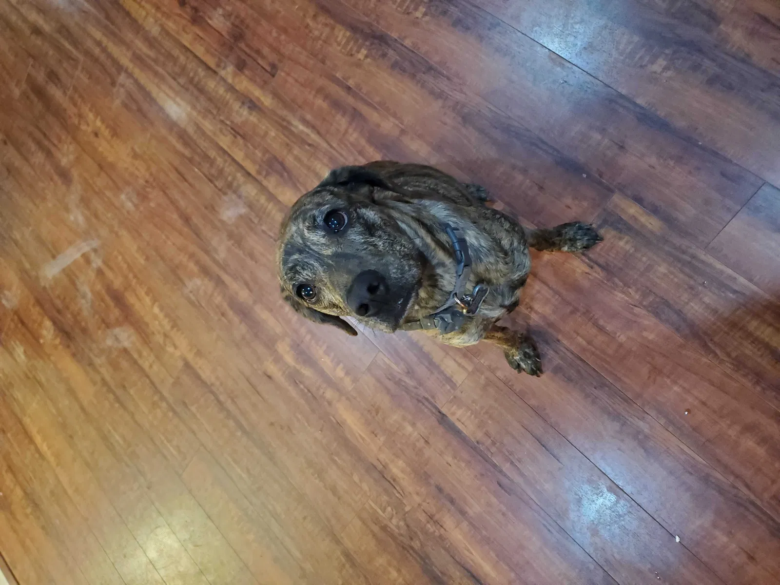 Lost dog in Bakersfield, CA, 93306
