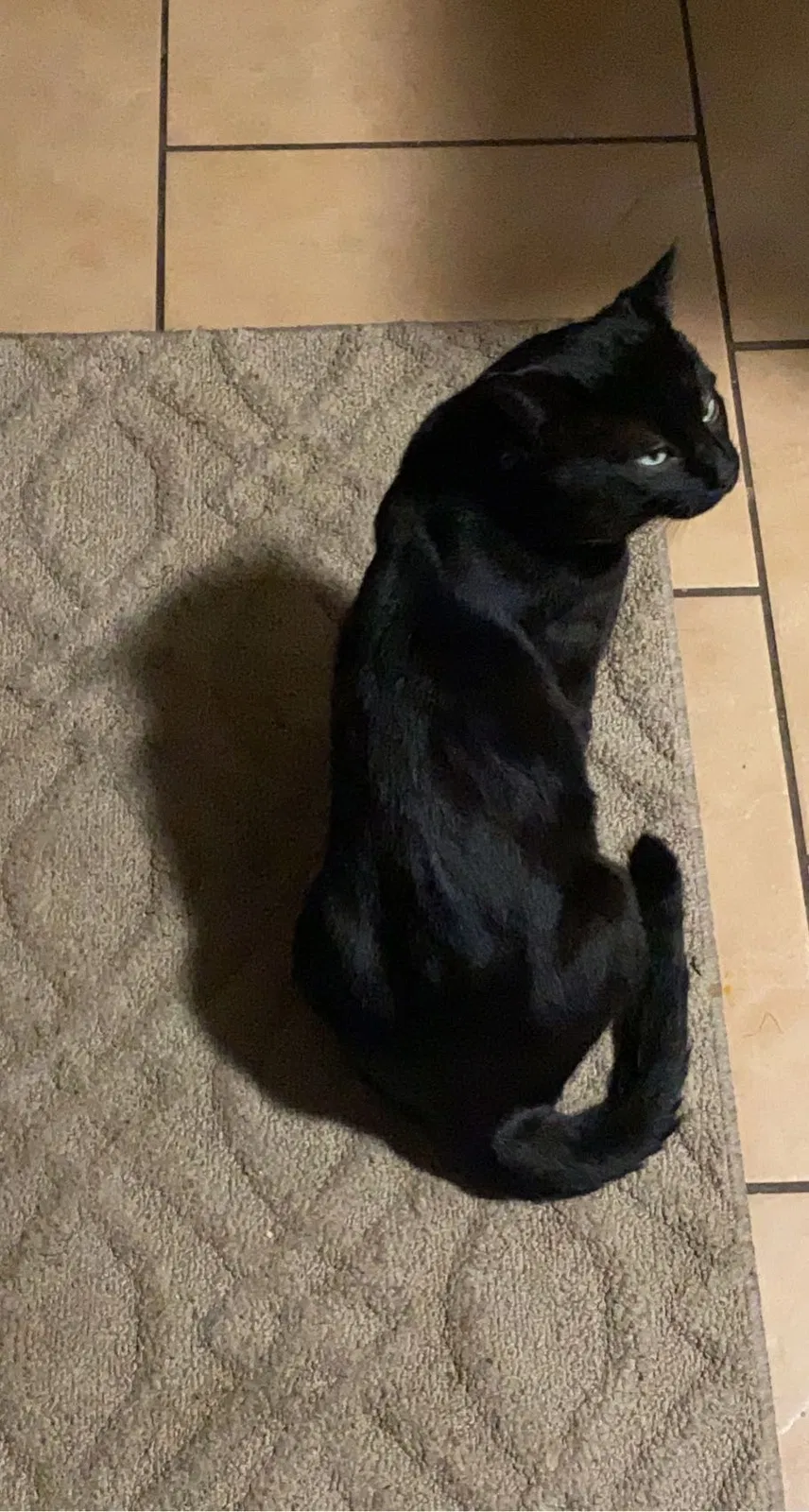 Lost cat in Stockton, CA, 95205