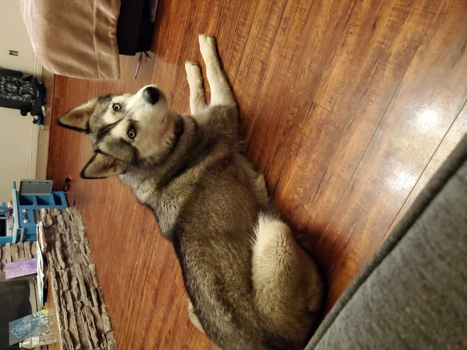 Lost dog in Bakersfield, CA, 93306