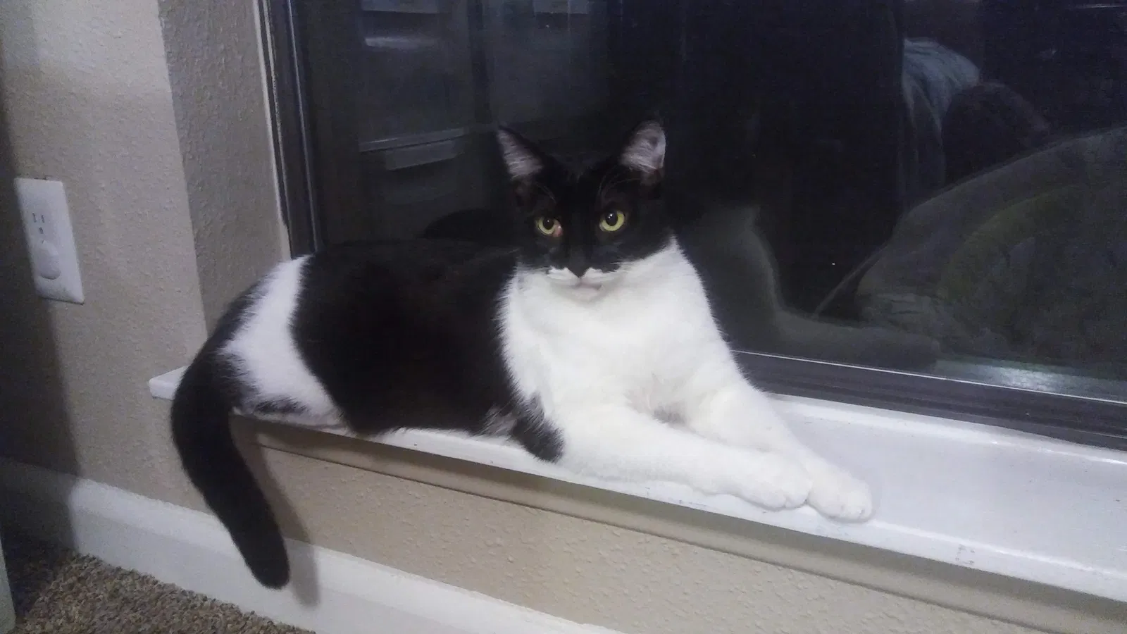 Lost cat in Humble, TX, 77346