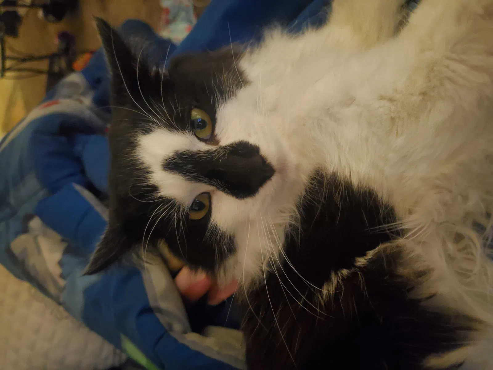 Lost cat in Vancouver, WA, 98661