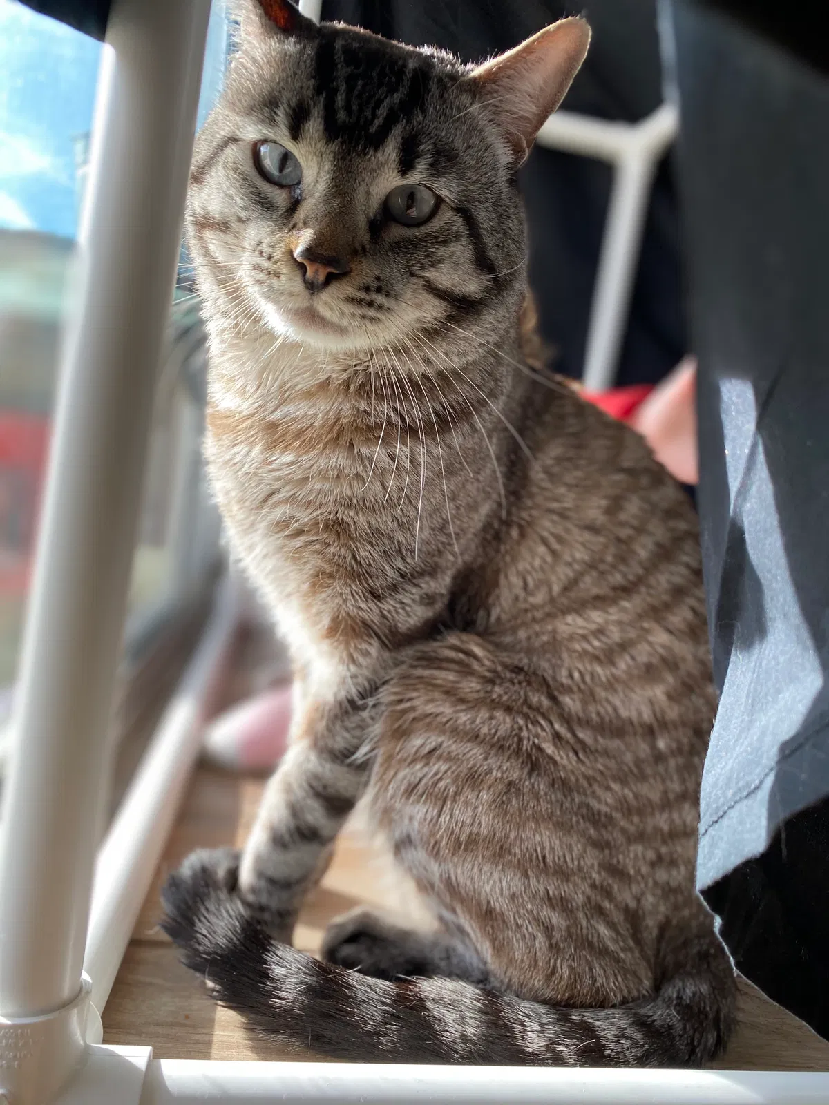 Lost cat in Maricopa, AZ, 85138