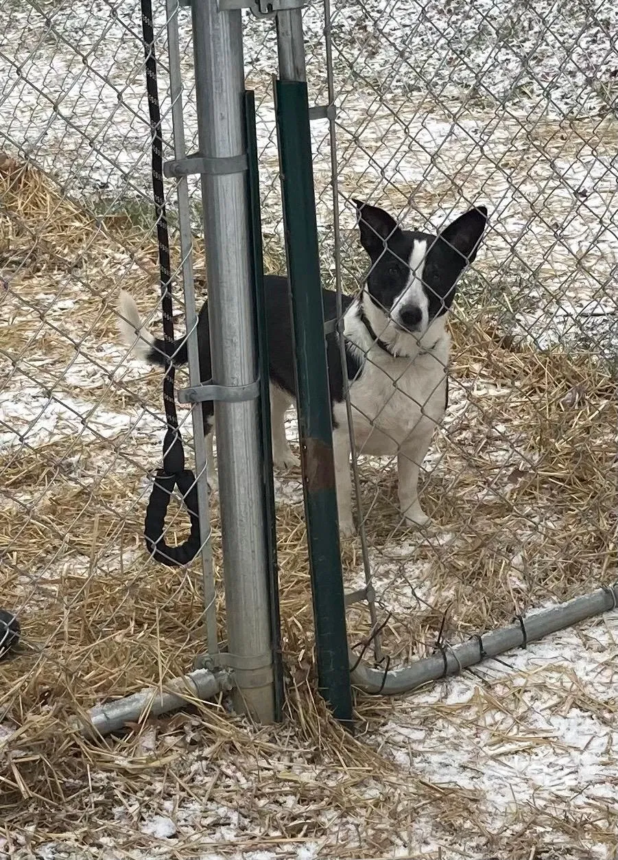 Lost dog in Royersford, PA, 19468