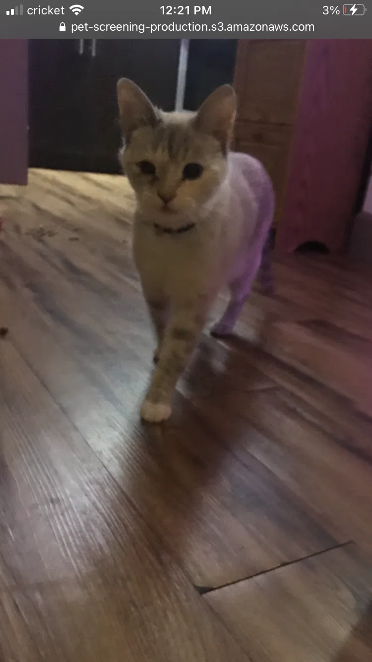 Lost cat in Austin, TX, 78717