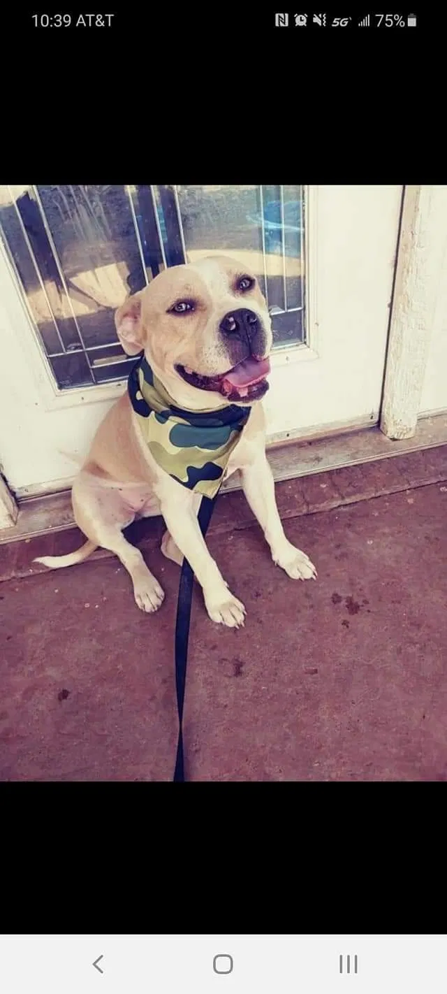 Lost dog in Lubbock, TX, 79403