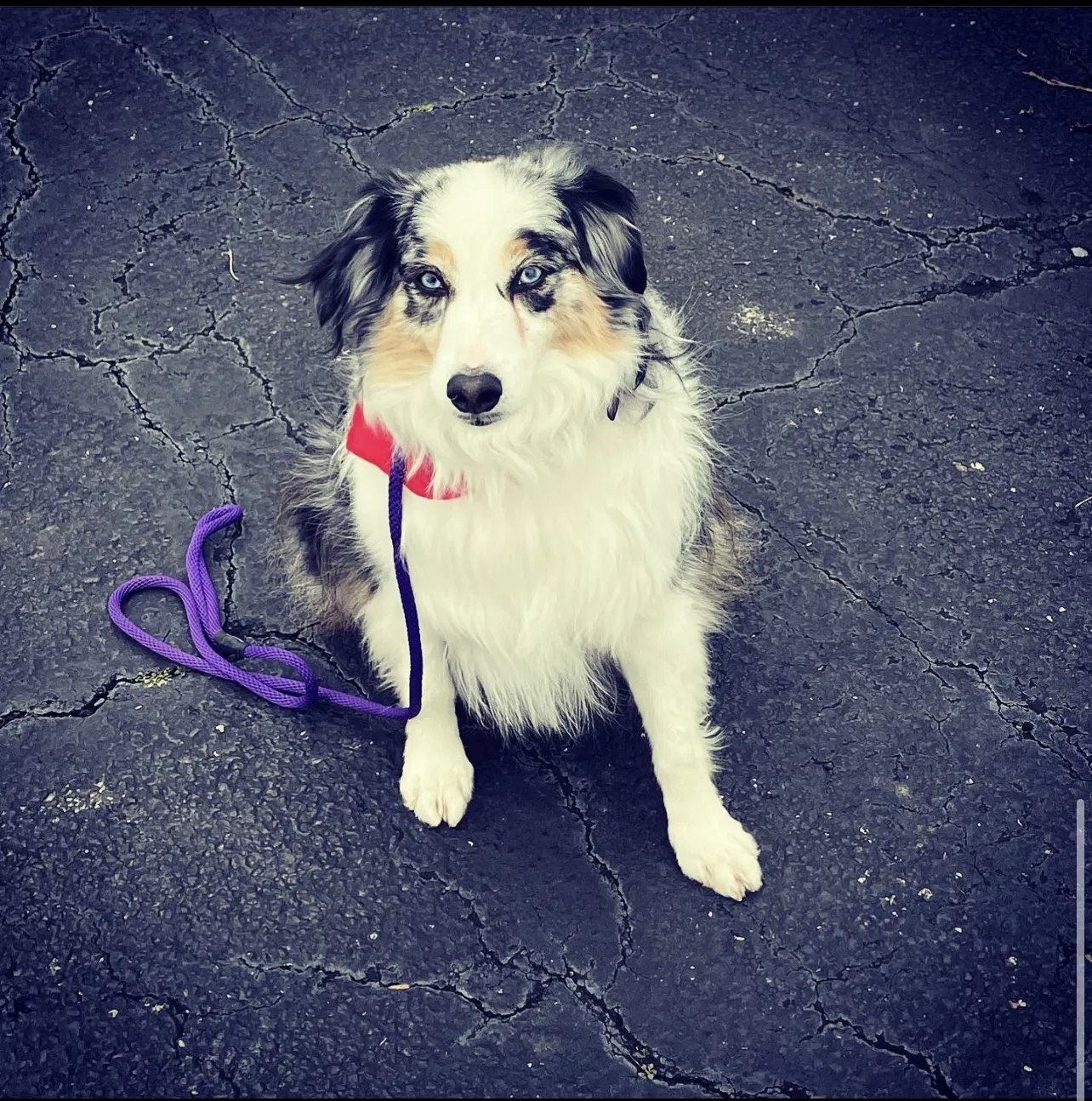 Lost dog in Atlanta, GA, 30306