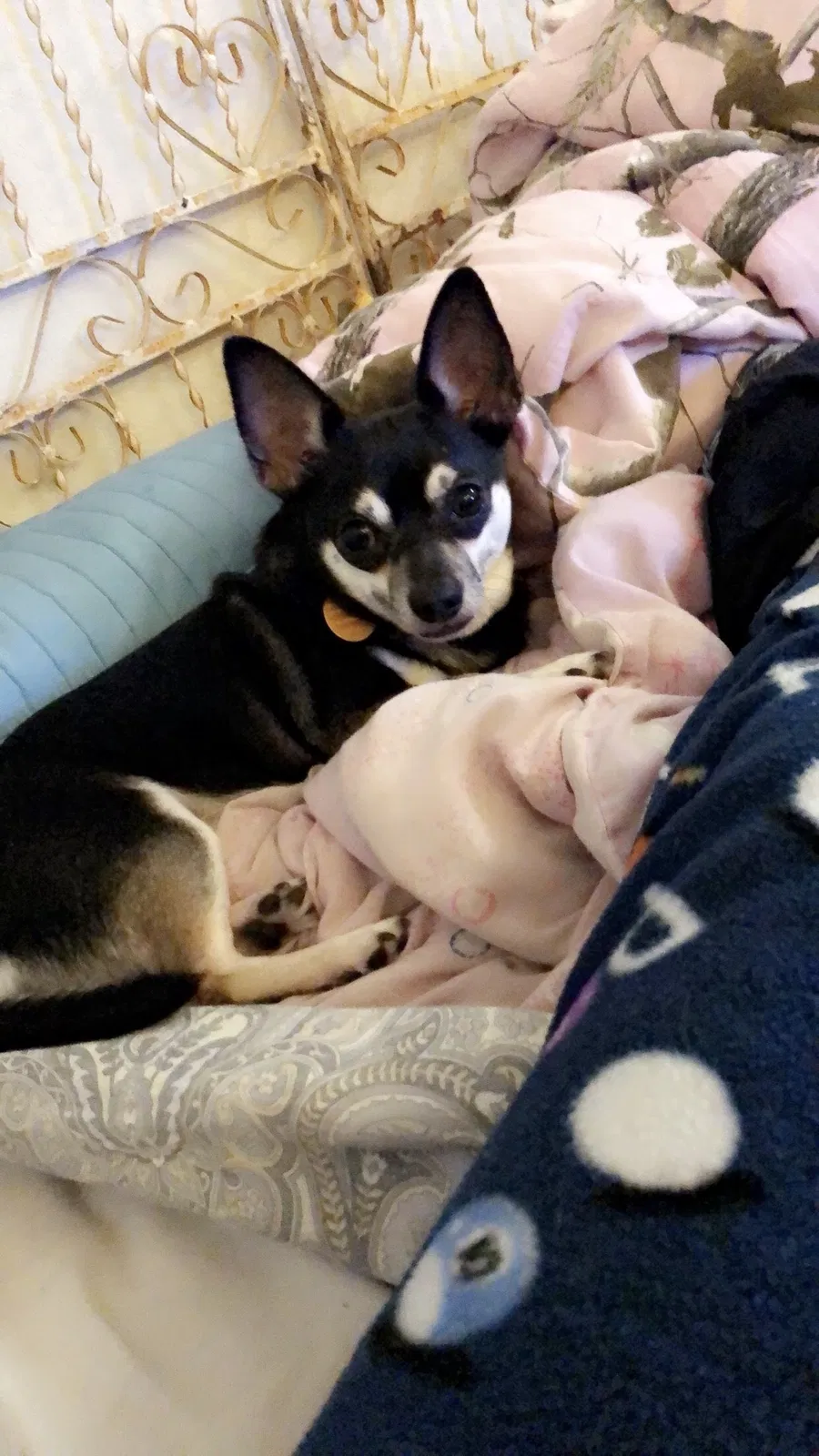 Lost dog in San Antonio, TX, 78219