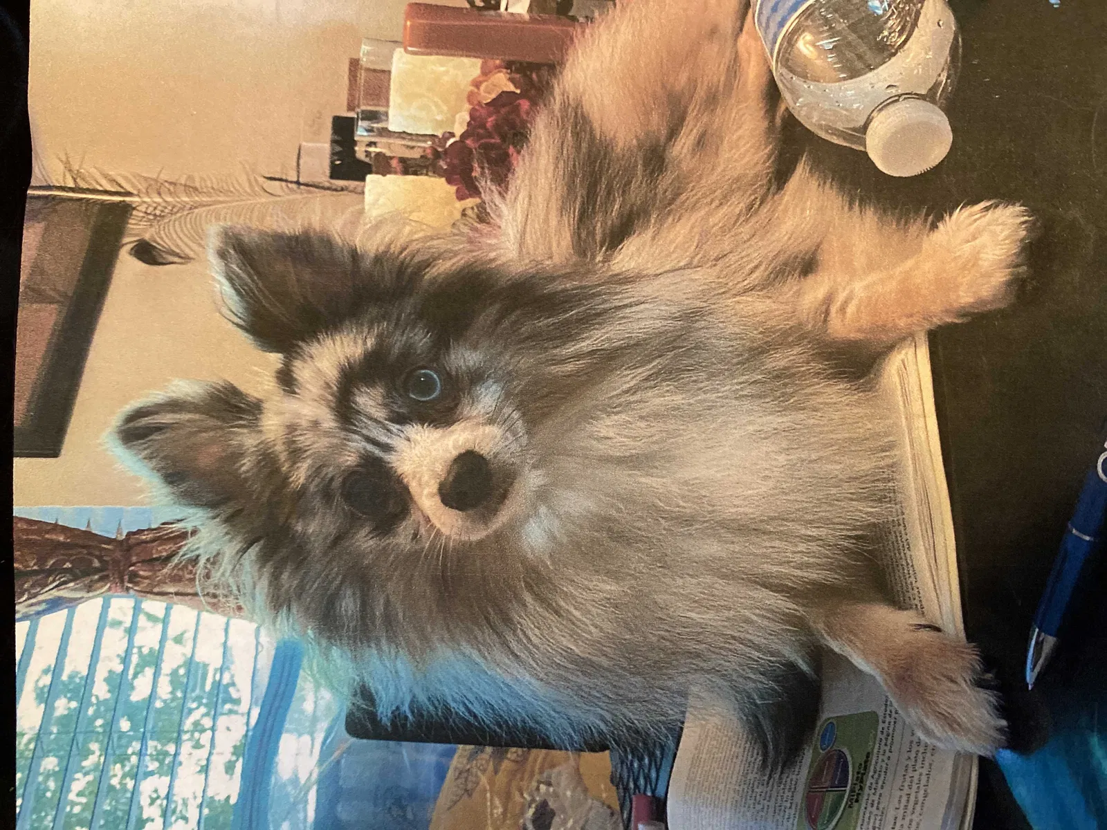 Lost dog in Miami, FL, 33145
