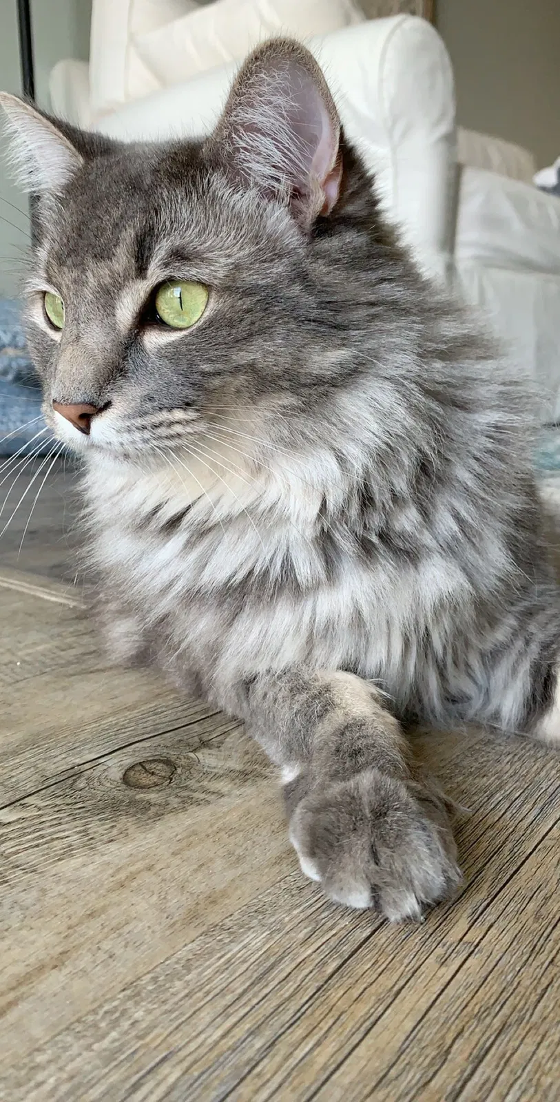 Lost cat in Saint Petersburg, FL, 33710