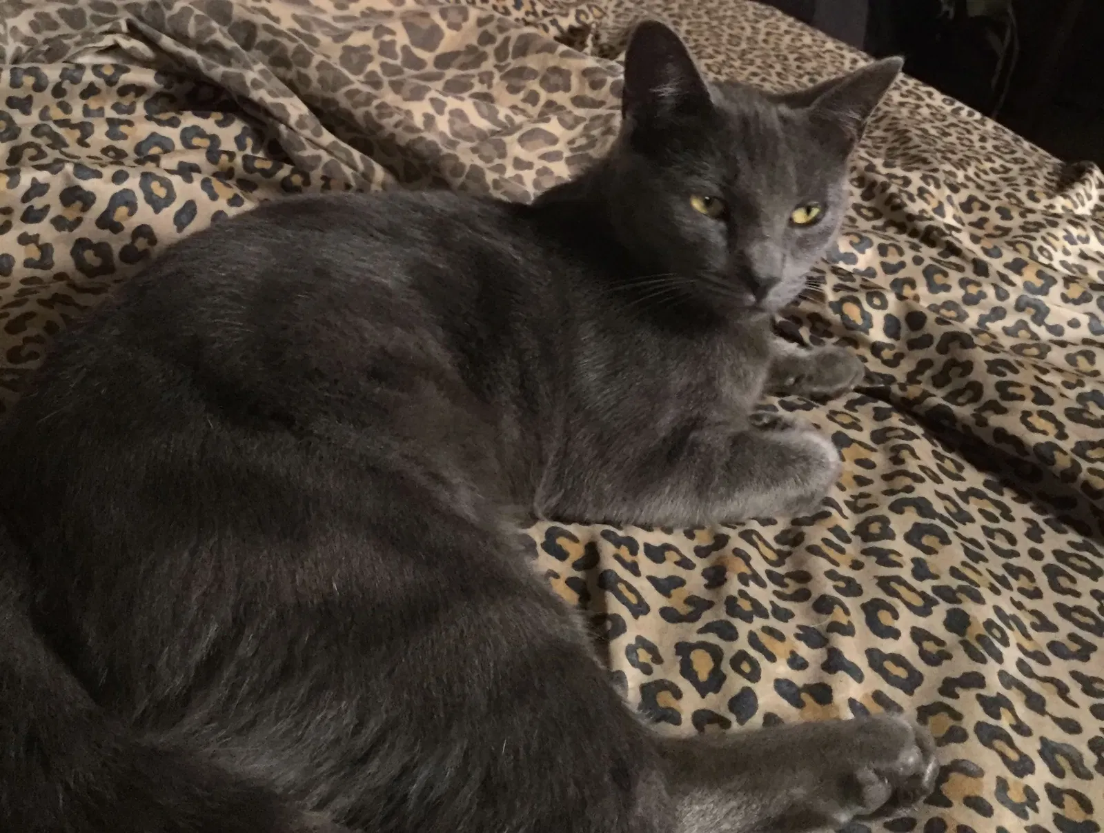 Lost cat in El Cajon, CA, 92021