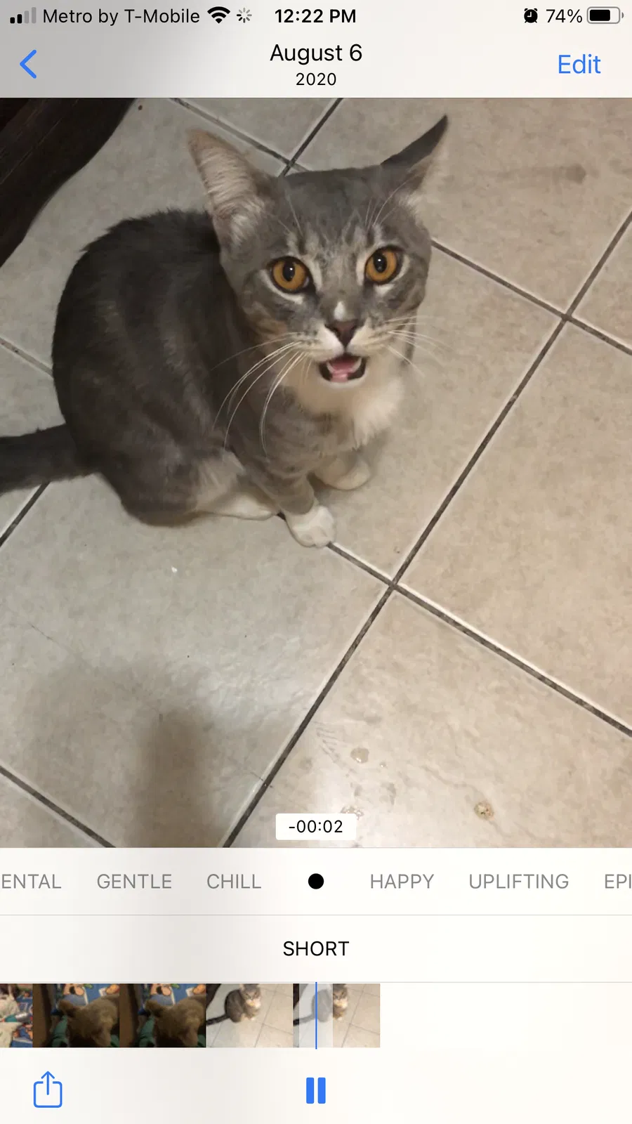 Lost cat in Fullerton, CA, 92833