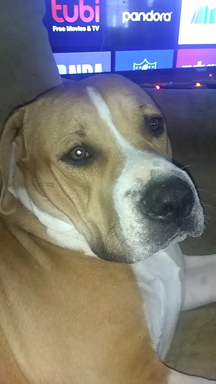 Lost dog in Charles Town, WV, 25414