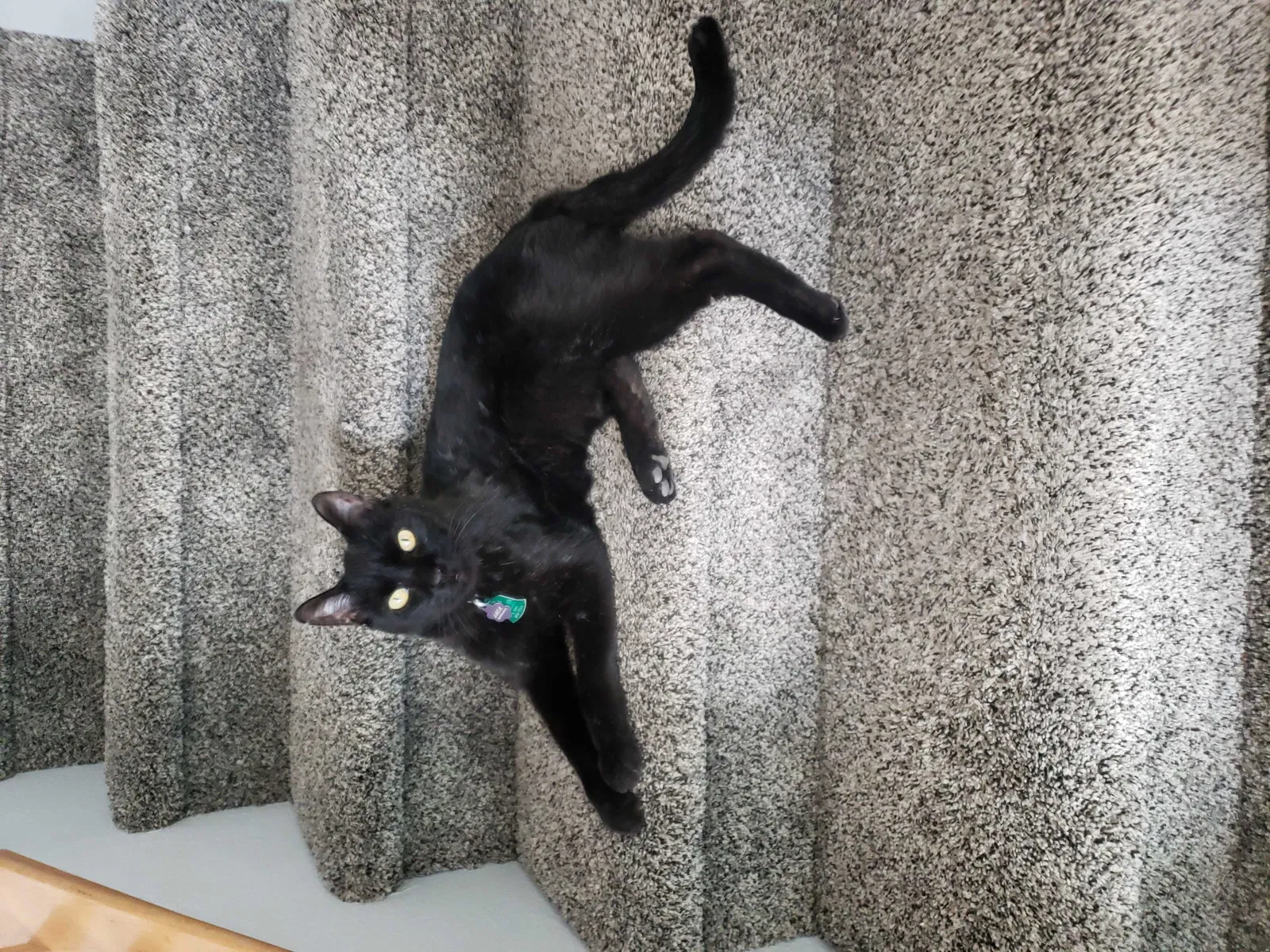 Lost cat in North Las Vegas, NV, 89084