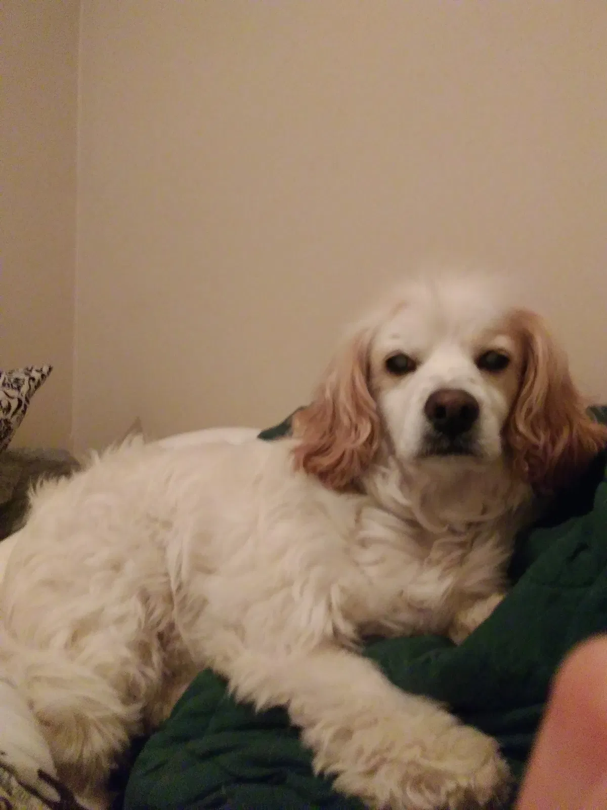 Lost dog in Columbia, MO, 65202