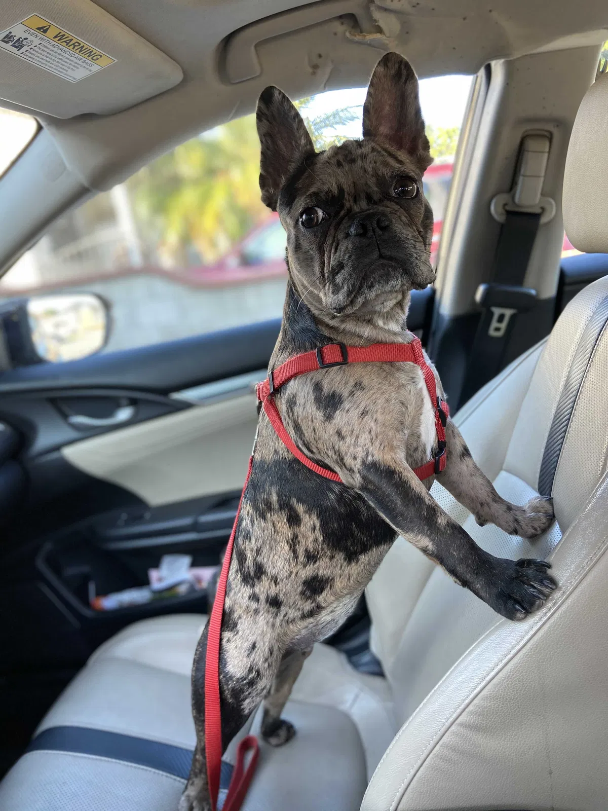 Lost dog in Norwalk, CA, 90650