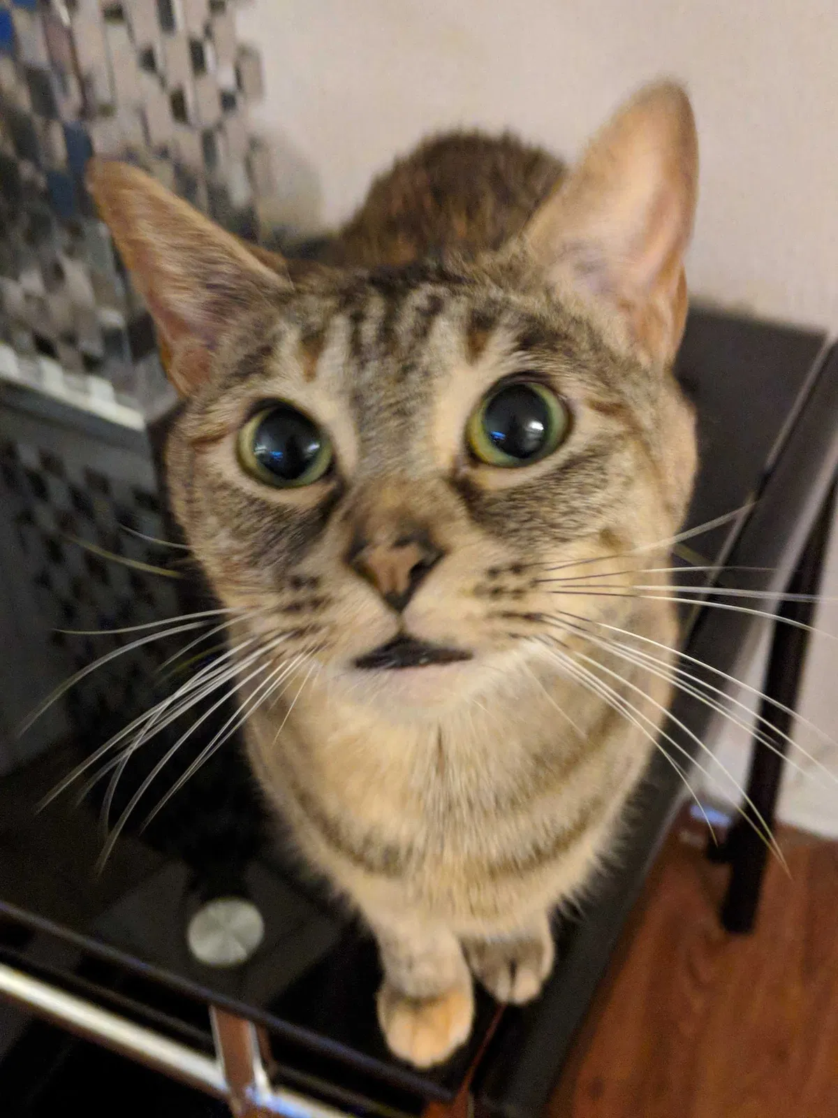 Lost cat in Austin, TX, 78731
