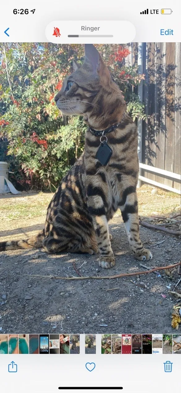 Lost cat in Orange, CA, 92869