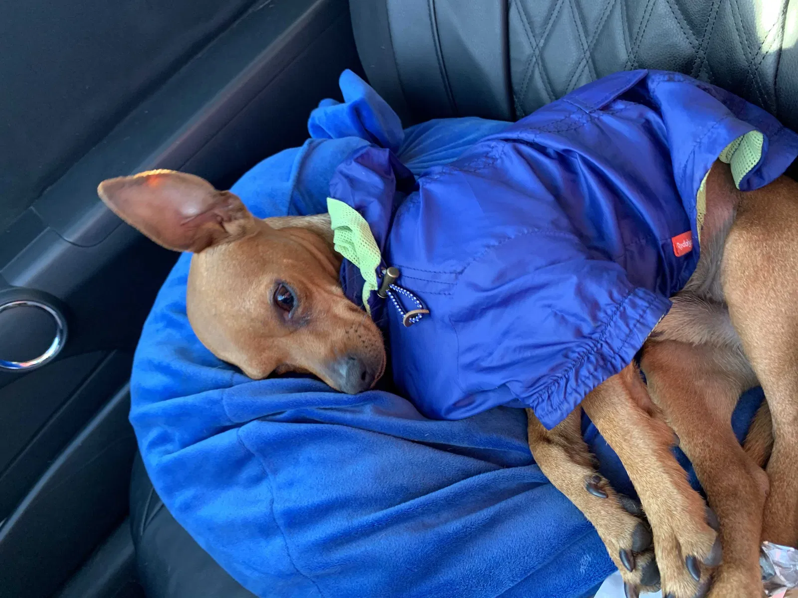 Lost dog in Santa Ana, CA, 92703