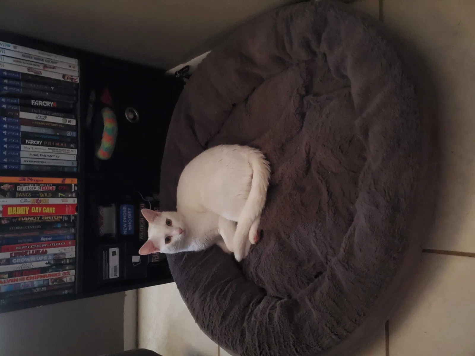 Lost cat in Cape Coral, FL, 33990