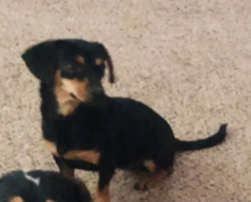 Lost dog in Queen Creek, AZ, 85142