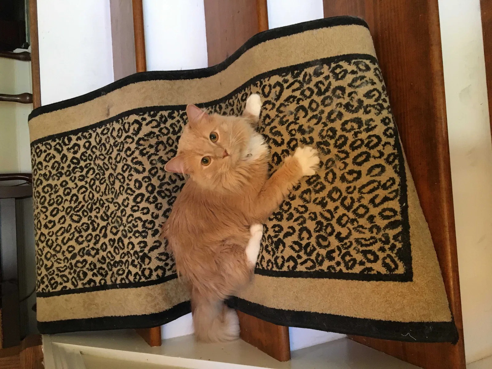 Lost cat in Tucker, GA, 30084