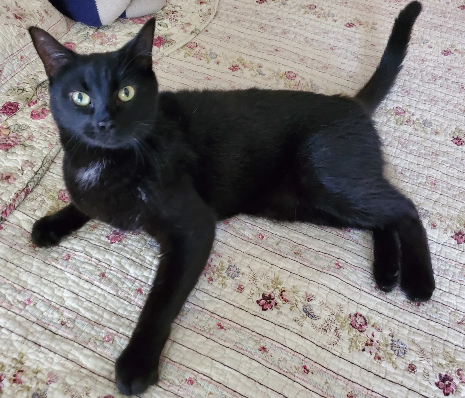 Lost cat in Orlando, FL, 32803