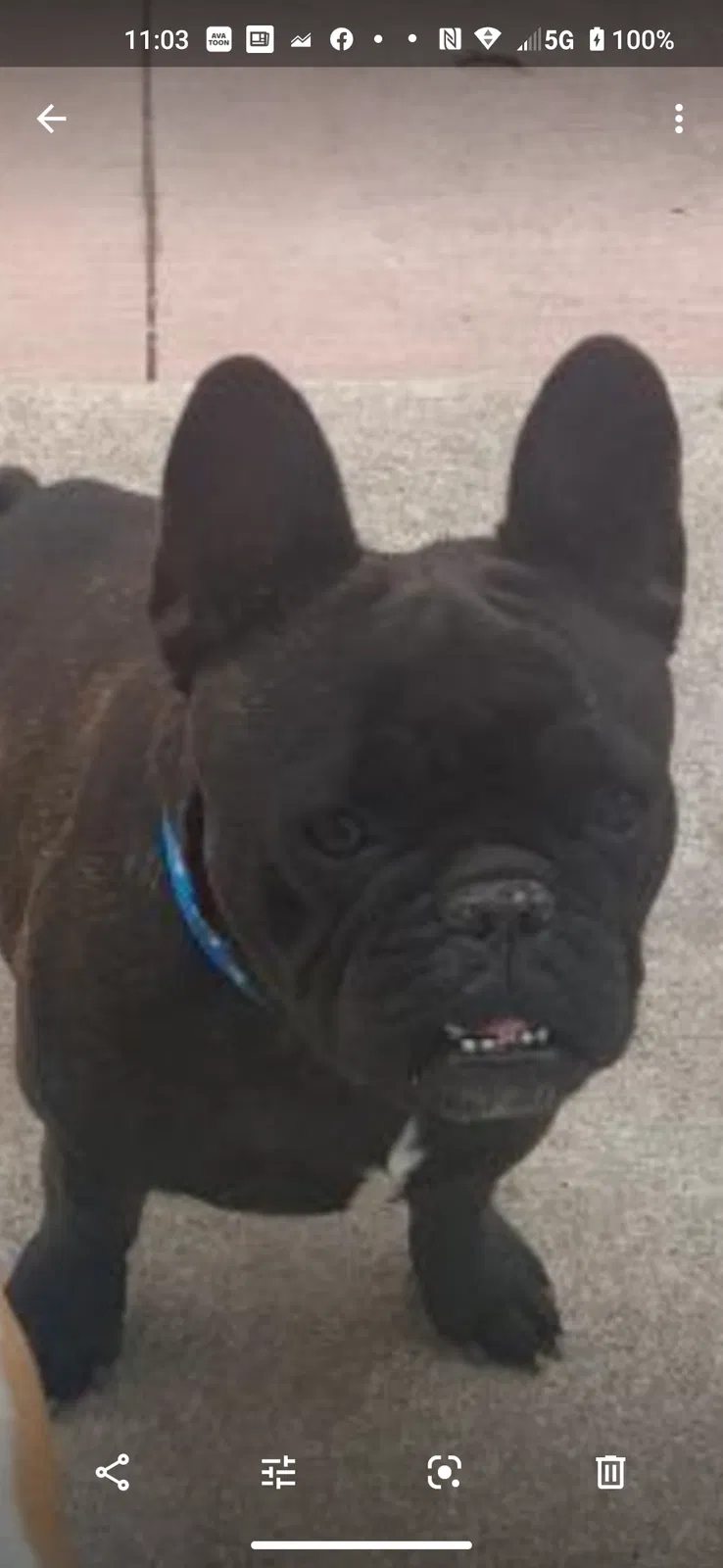 Lost dog in Zebulon, NC, 27597