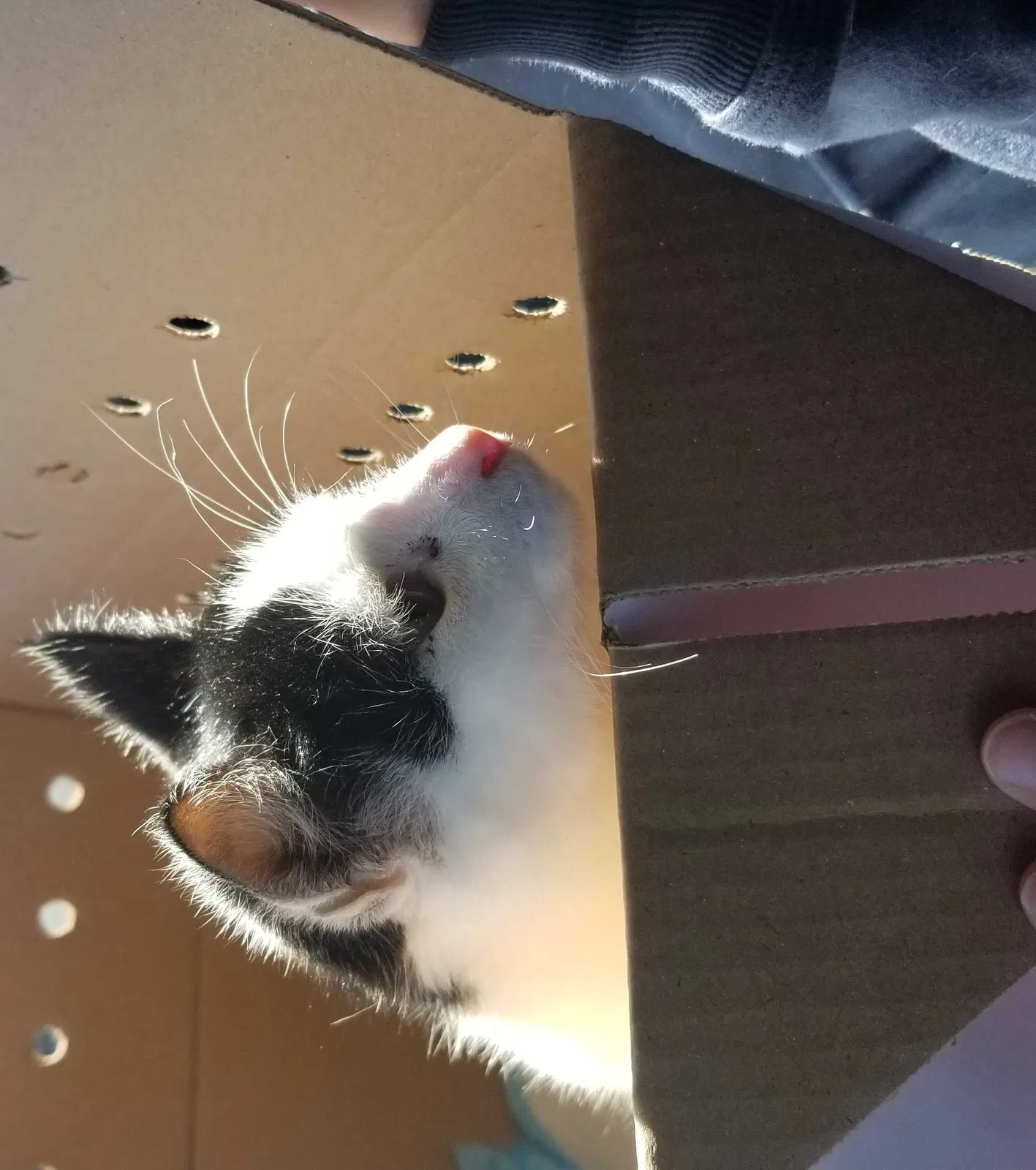 Lost cat in Pleasant Hill, CA, 94523