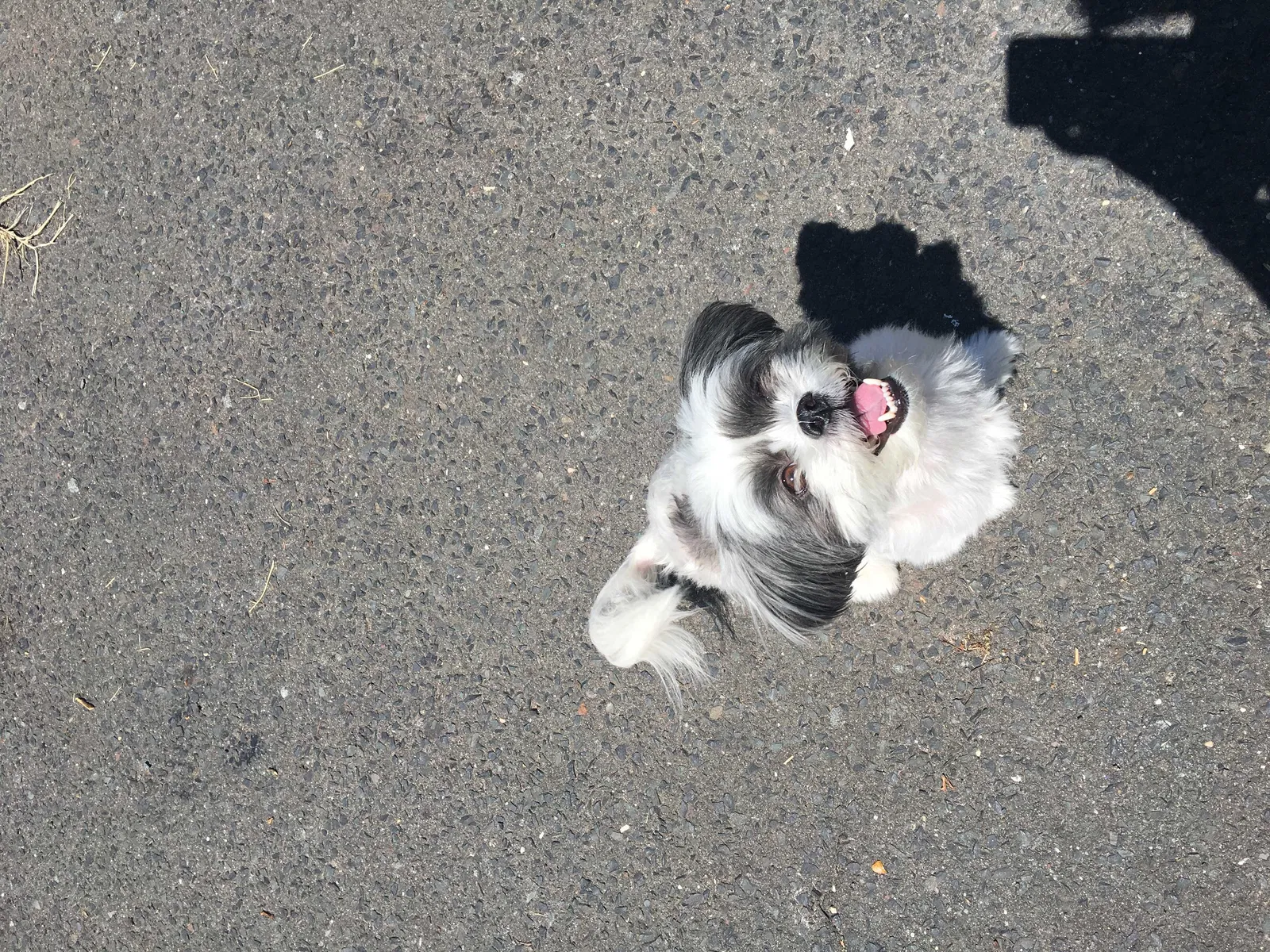 Lost dog in Bloomfield, NJ, 7003