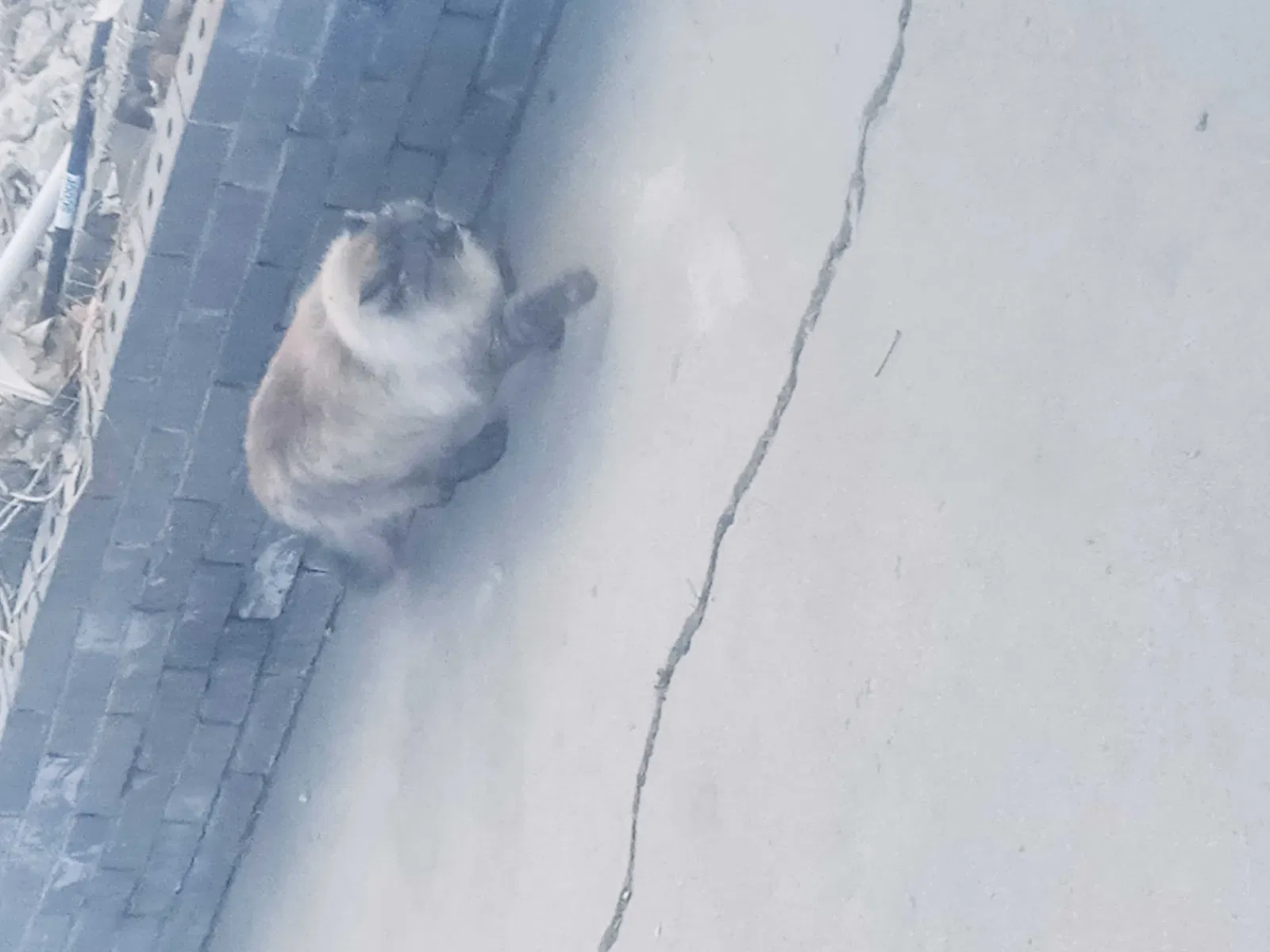 Found cat in Denver, CO, 80233