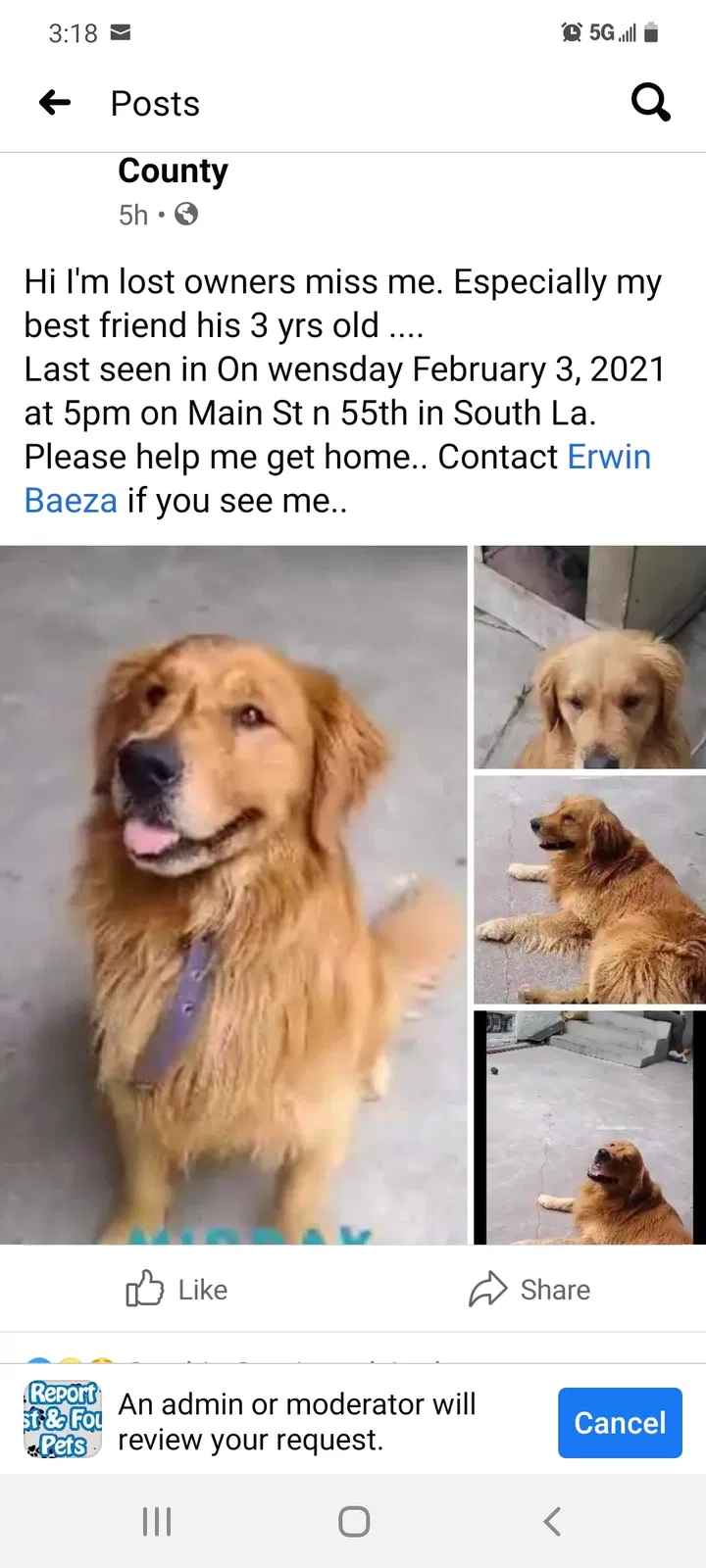 Lost dog in Los Angeles, CA, 90037