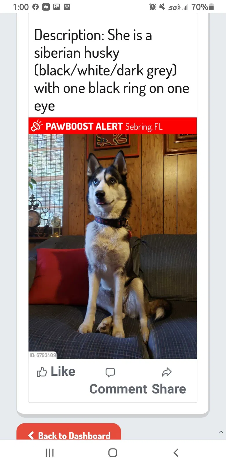 Lost dog in Sebring, FL, 33870