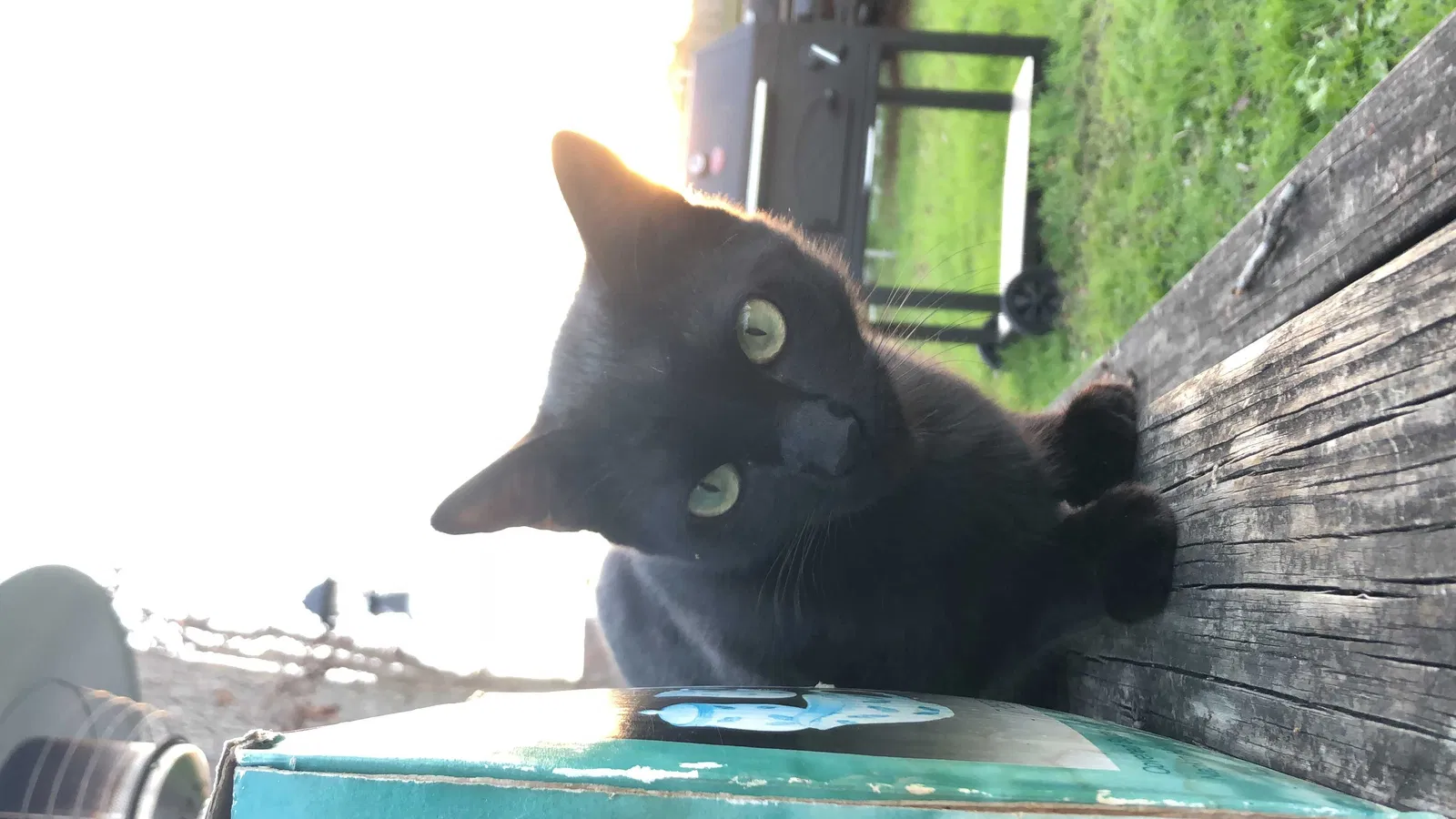 Lost cat in New Braunfels, TX, 78130