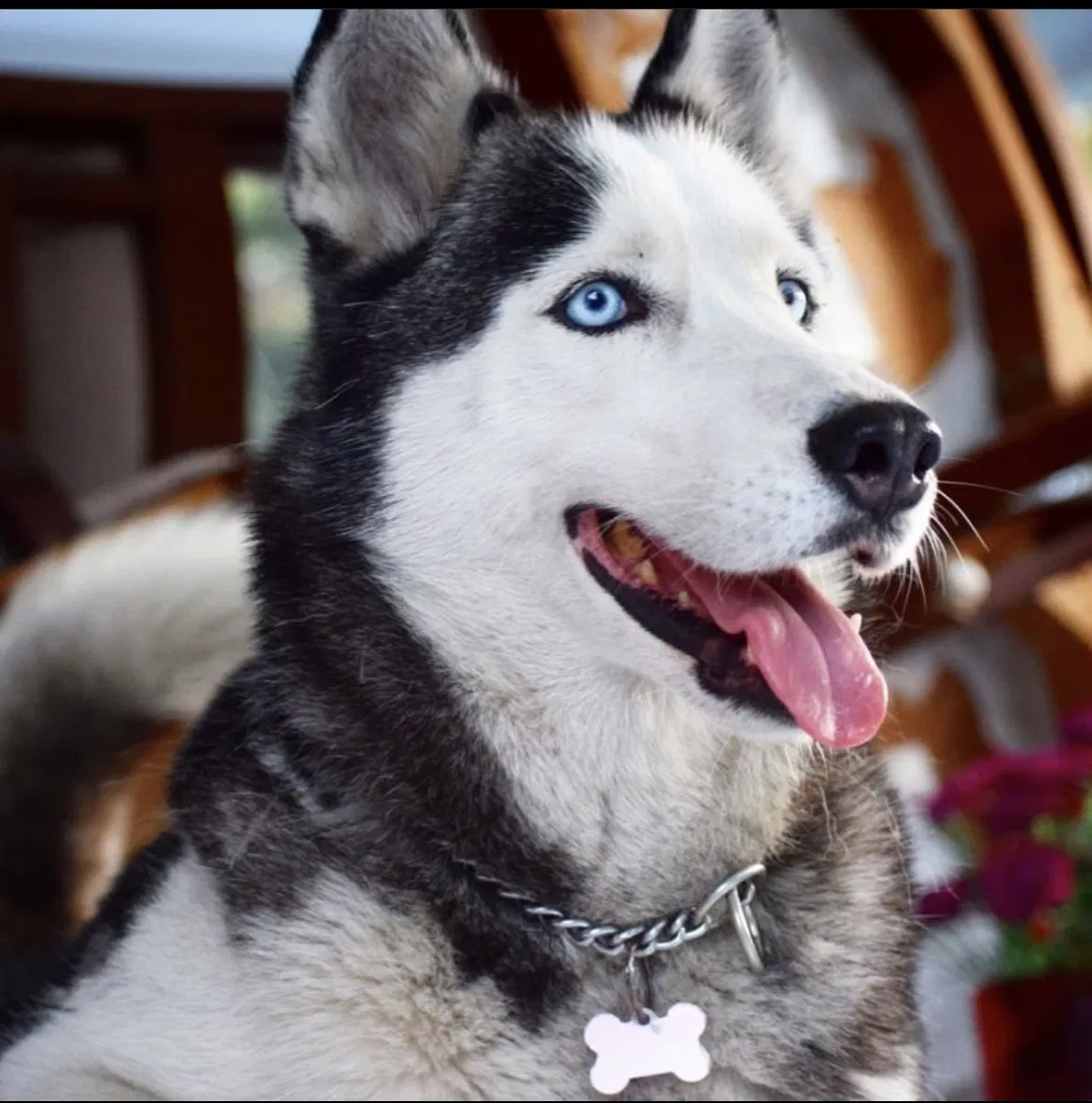 Lost dog in Miami, FL, 33175