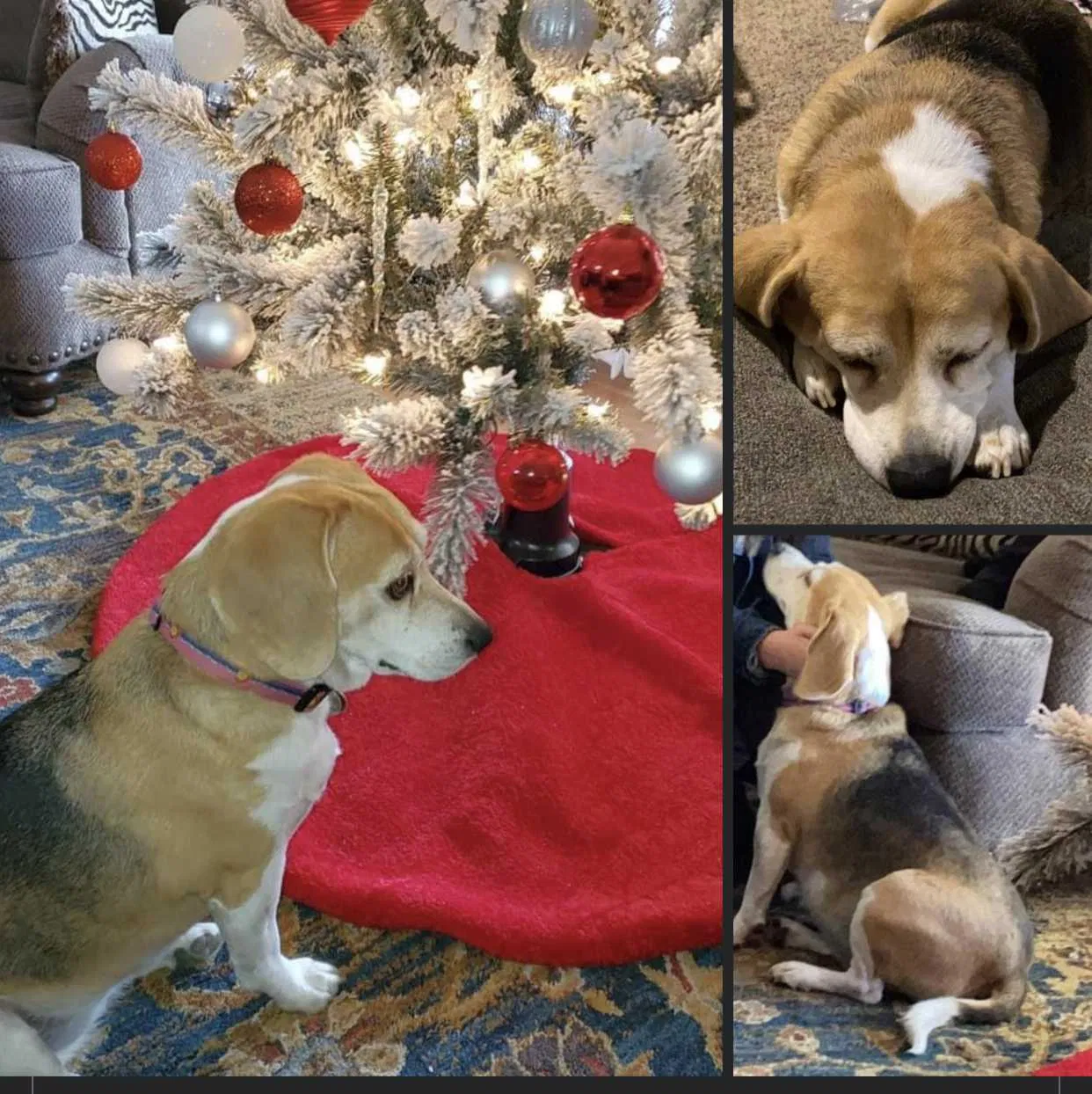 Lost dog in Denver, CO, 80236