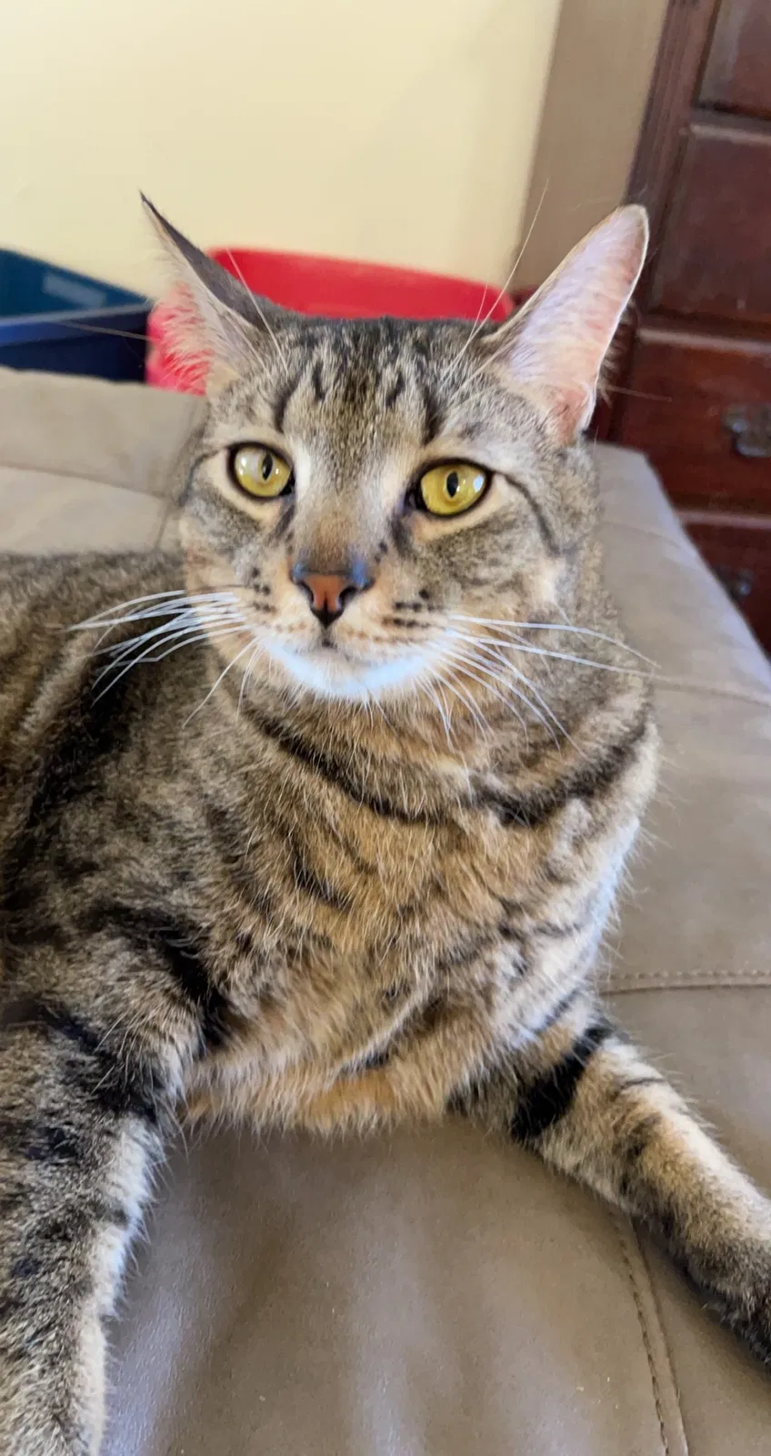 Lost cat in Lehigh Acres, FL, 33973