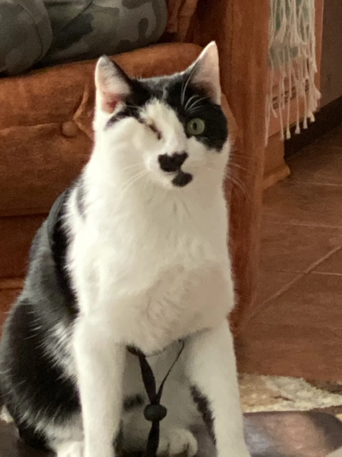 Lost cat in Blythewood, SC, 29016