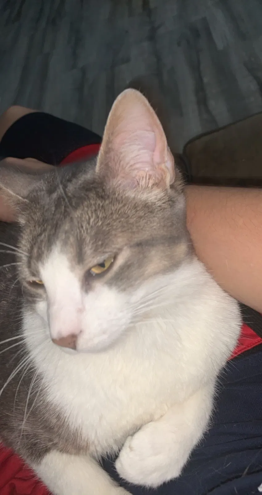 Lost cat in Saint Charles, MO, 63301
