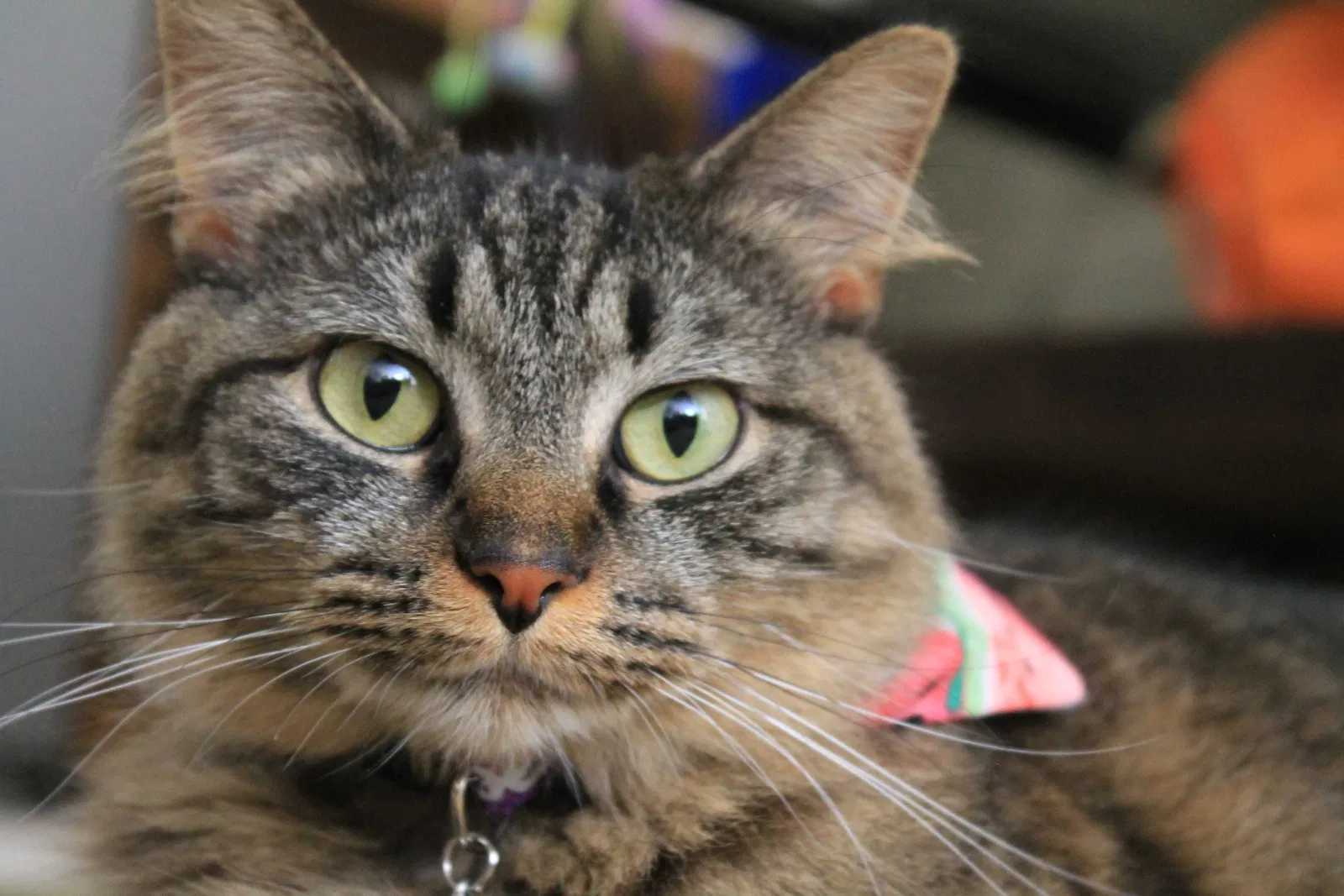 Lost cat in Greenville, NC, 27834