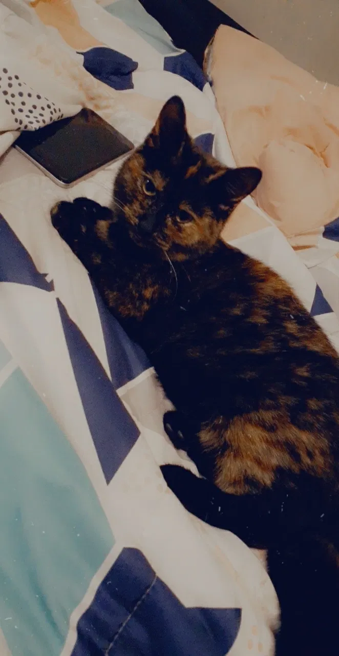 Lost cat in Canton, OH, 44705