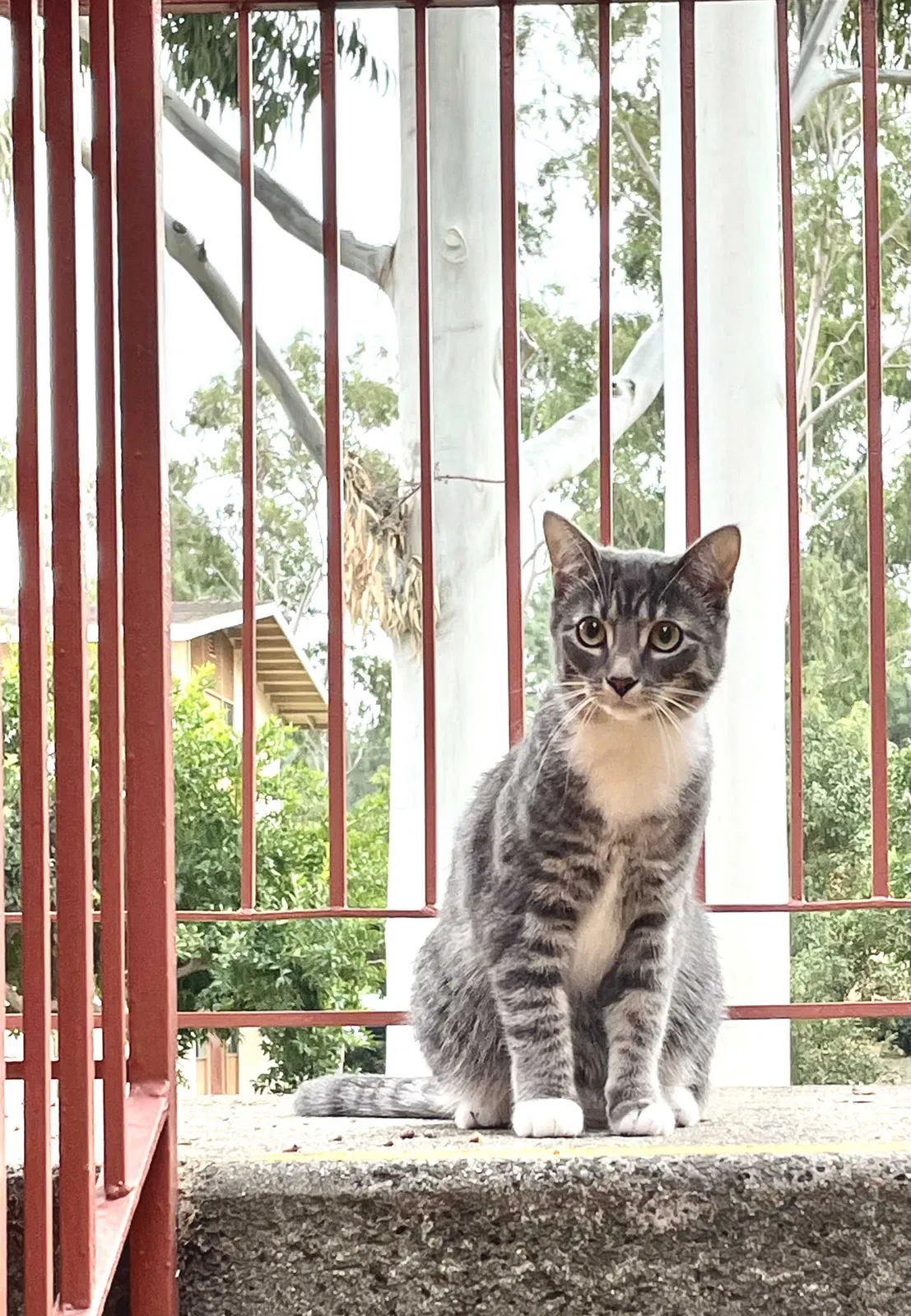 Lost cat in Irvine, CA, 92614