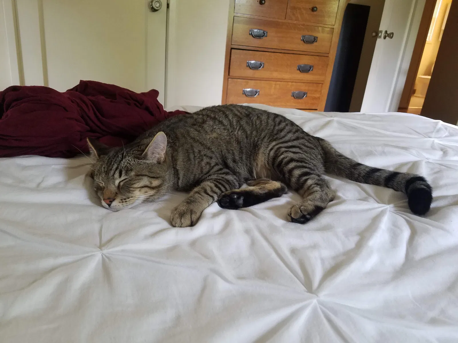 Lost cat in Portland, OR, 97225