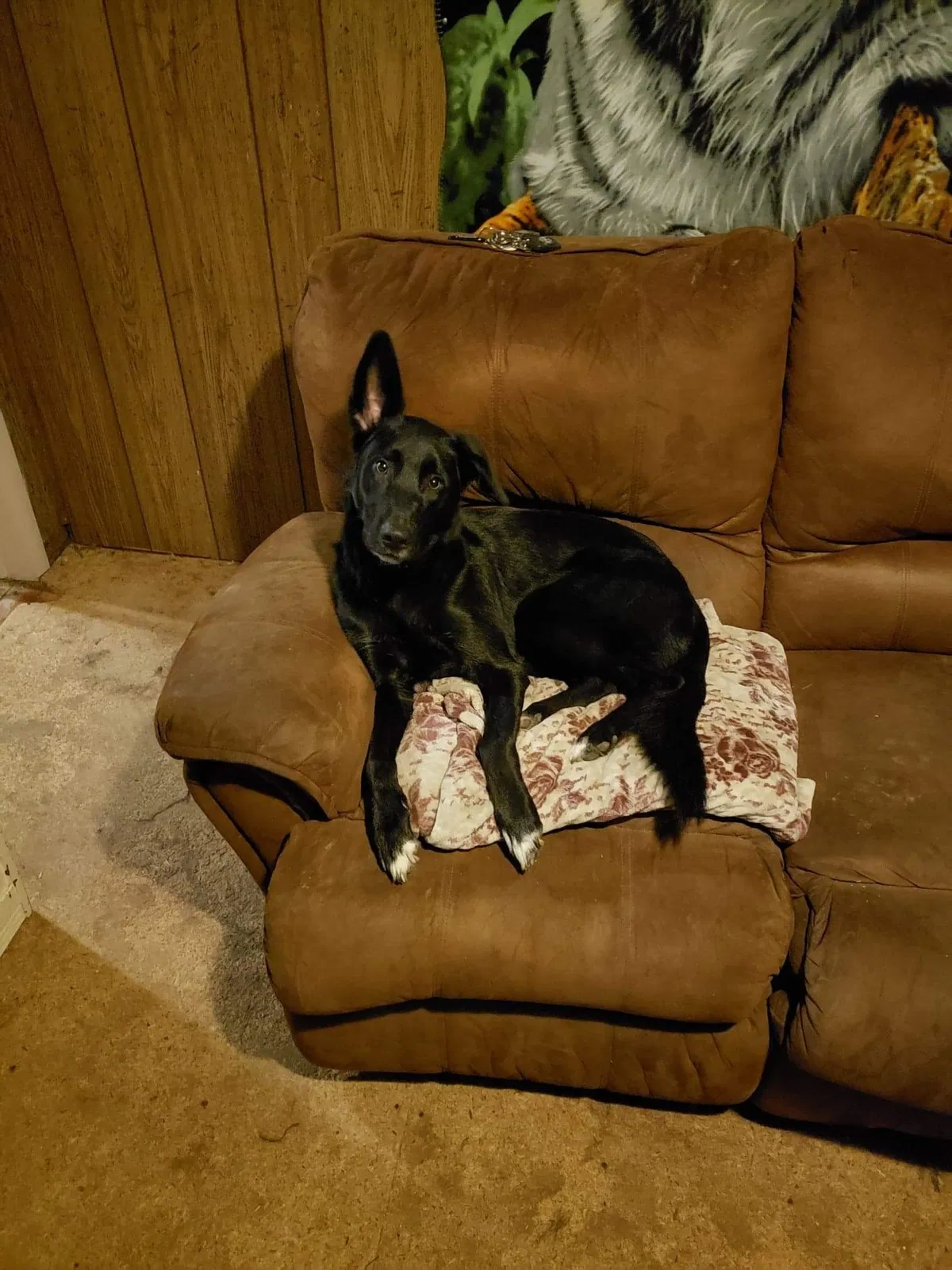 Lost dog in Tucson, AZ, 85716