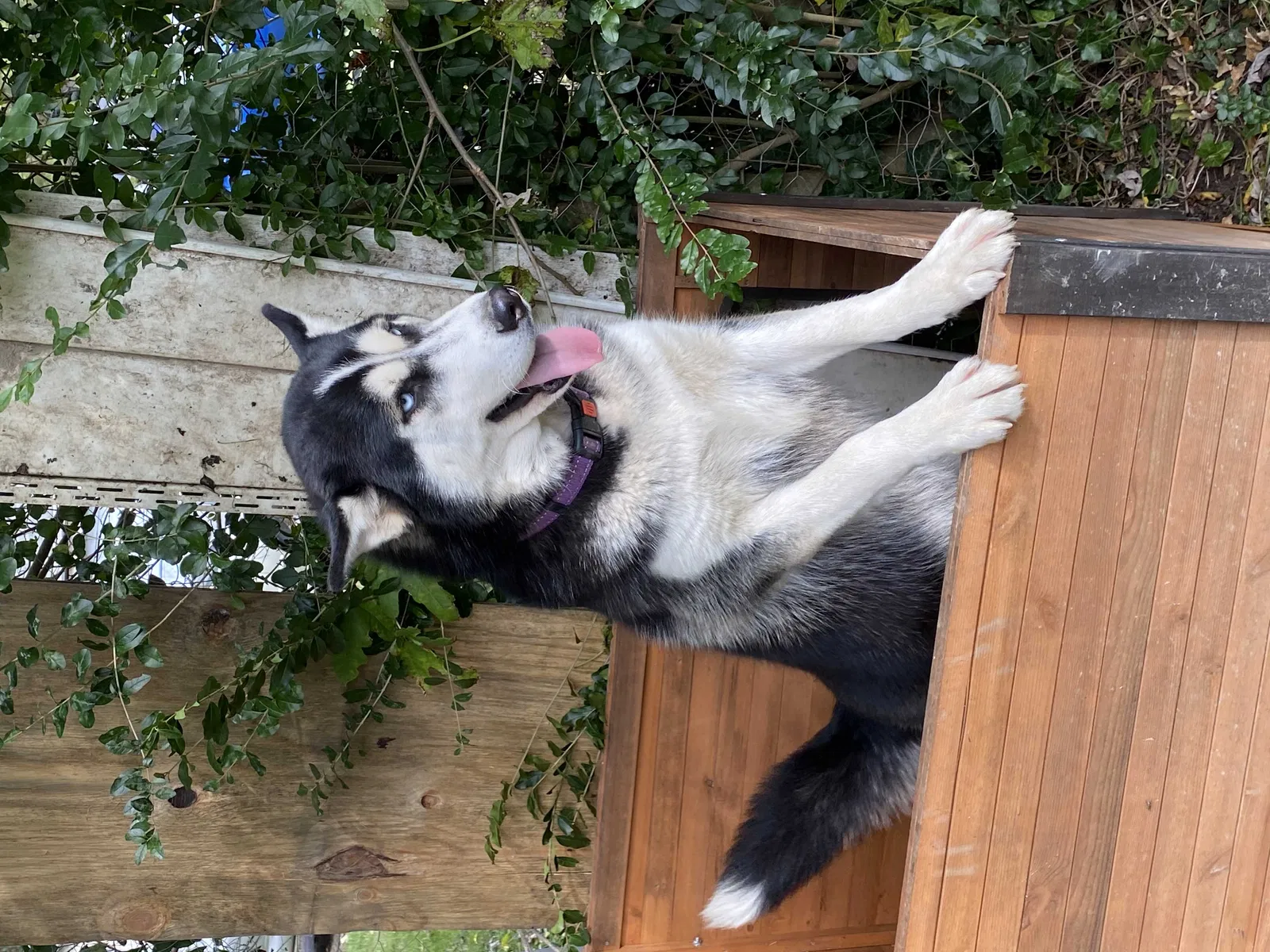 Lost dog in Richmond, VA, 23224