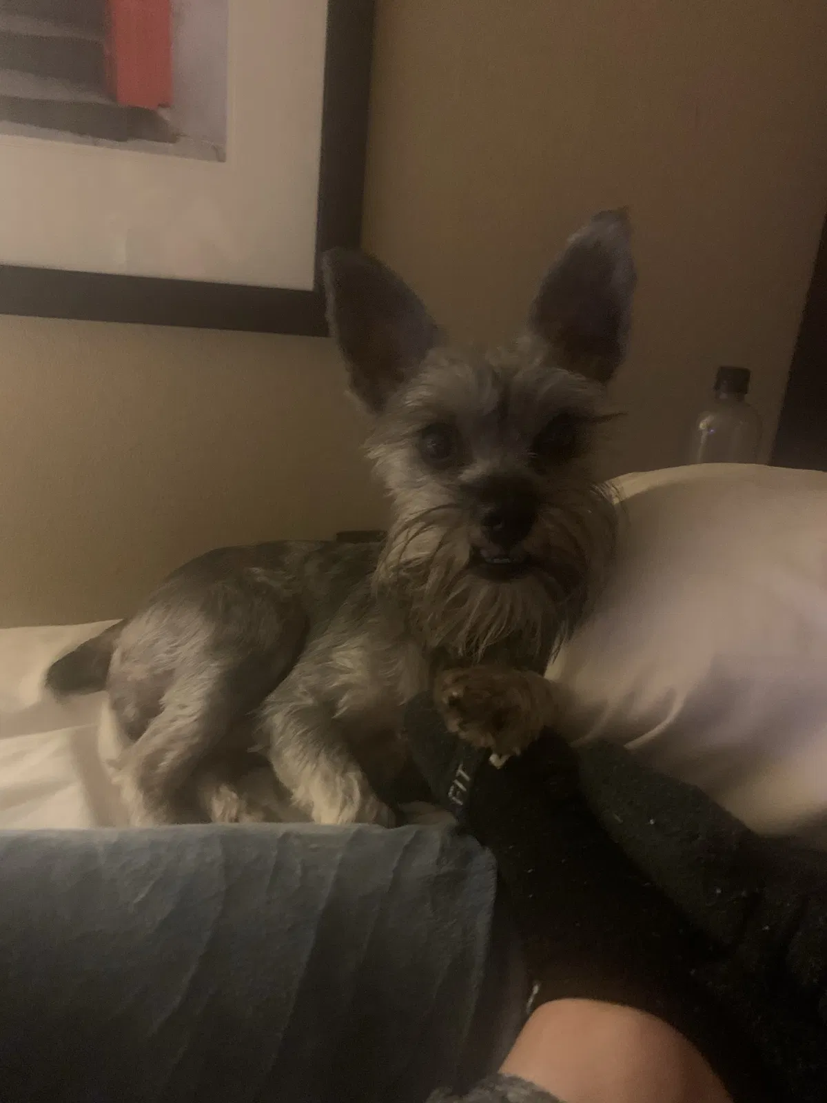 Lost dog in Winston Salem, NC, 27106