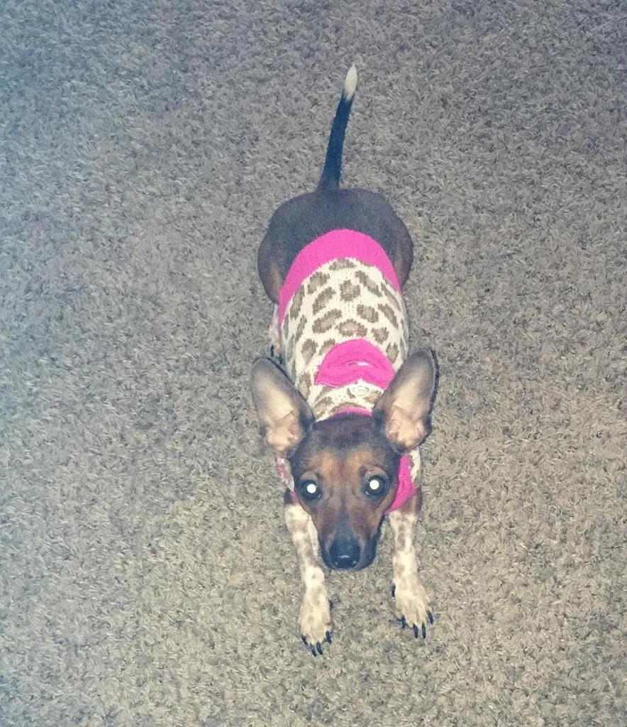 Lost dog in York, PA, 17403