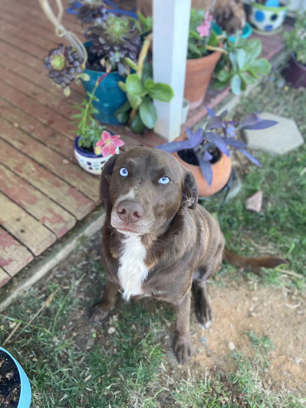Lost dog in Fort Hood, TX, 76544