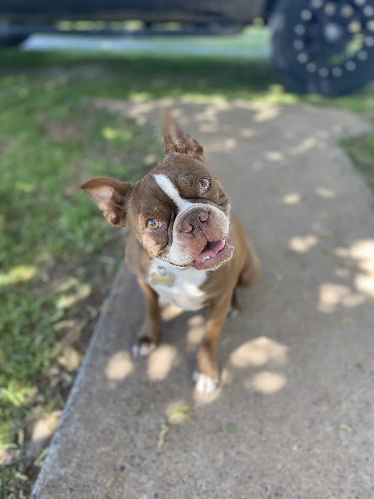 Lost dog in Fort Hood, TX, 76544