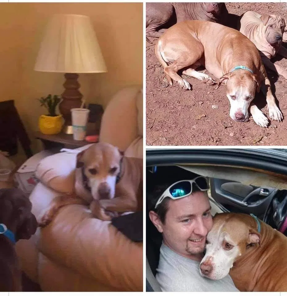 Lost dog in Orange, VA, 22960