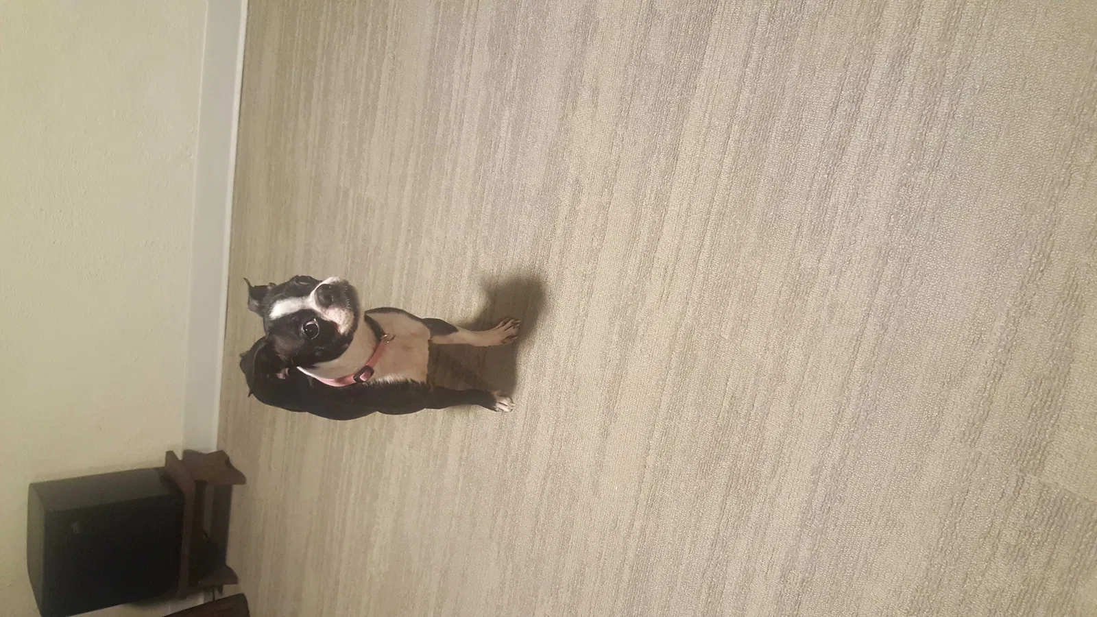 Lost dog in Kansas City, KS, 66111